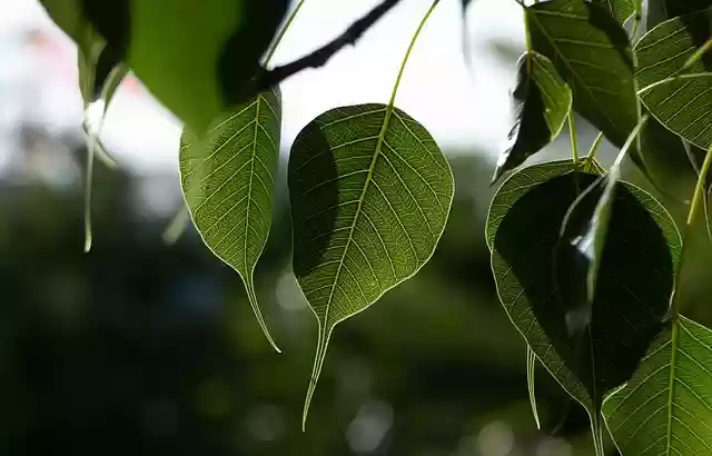 Free download tree leaves foliage bopath bo free picture to be edited with GIMP free online image editor