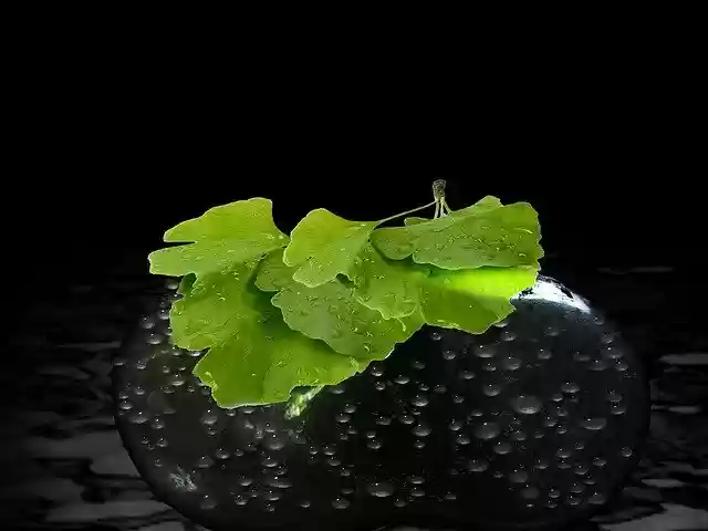 Free download Tree Leaves Gingko -  free illustration to be edited with GIMP free online image editor