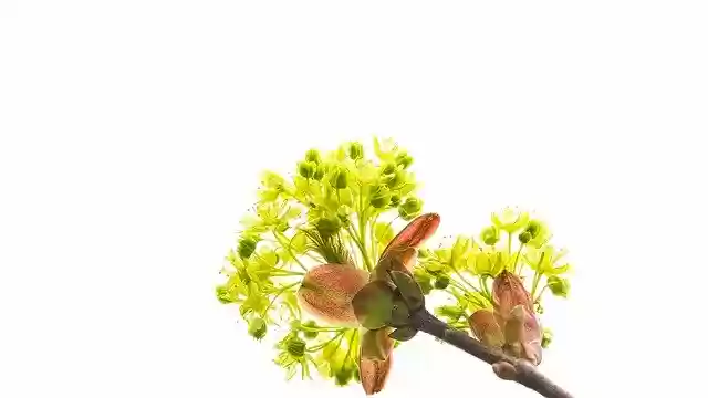 Free download Tree Leaves Nature -  free free photo or picture to be edited with GIMP online image editor