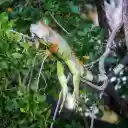 tree lizard  screen for extension Chrome web store in OffiDocs Chromium