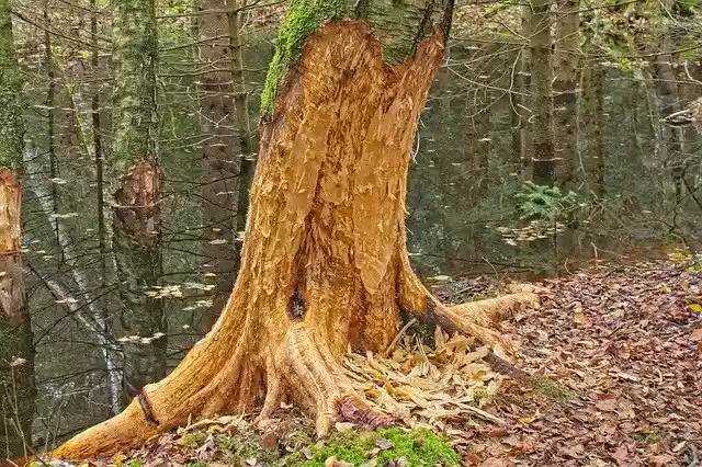 Free download Tree Log Beaver -  free free photo or picture to be edited with GIMP online image editor