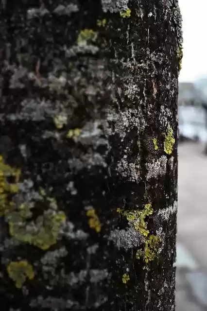 Free download Tree Macro Details -  free photo or picture to be edited with GIMP online image editor