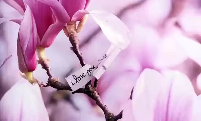 Free download tree magnolias spring magnolia free picture to be edited with GIMP free online image editor