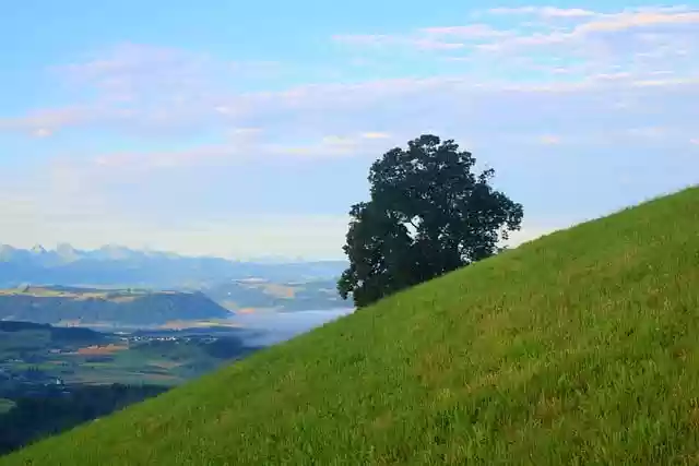 Free download tree meadow hill outlook panorama free picture to be edited with GIMP free online image editor