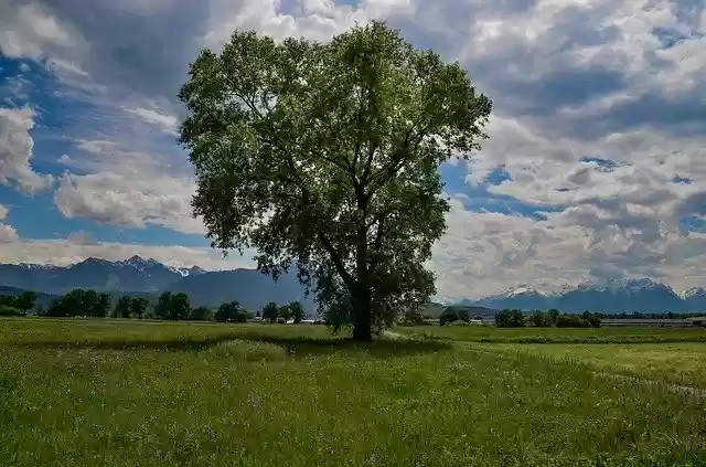 Free download Tree Meadow Landscape -  free photo or picture to be edited with GIMP online image editor
