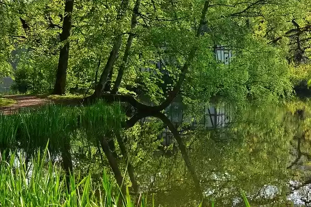 Free download Tree Mirroring Lake -  free photo or picture to be edited with GIMP online image editor