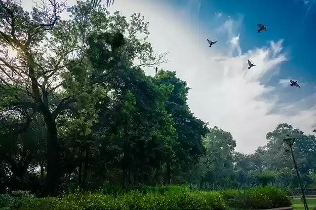 Free download Tree Morning Park -  free photo template to be edited with GIMP online image editor