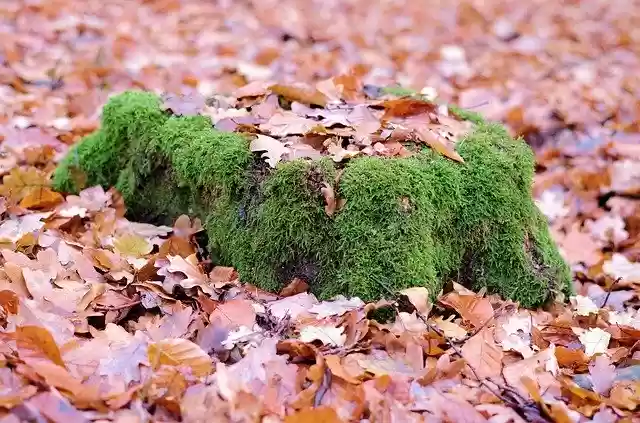 Free download Tree Moss Forest -  free photo or picture to be edited with GIMP online image editor