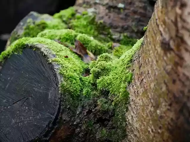 Free download Tree Moss Log -  free free photo or picture to be edited with GIMP online image editor