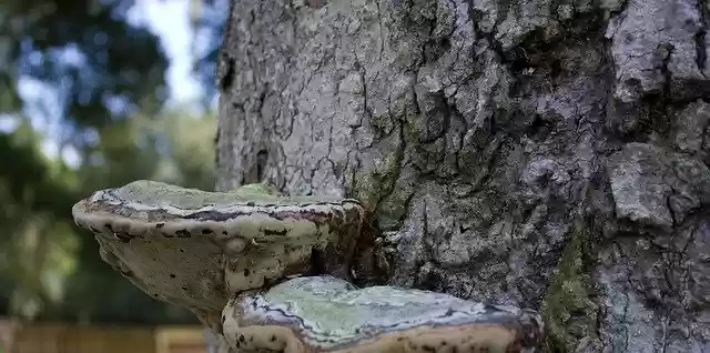 Descărcare gratuită Tree Mushroom - fotografie sau imagini gratuite pentru a fi editate cu editorul de imagini online GIMP