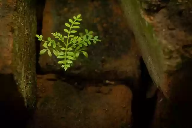 Free download tree nature brick moss plant free picture to be edited with GIMP free online image editor