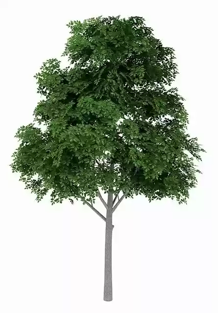 Free download Tree Nature Green -  free photo or picture to be edited with GIMP online image editor