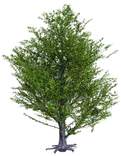 Free download Tree Nature Green Y free illustration to be edited with GIMP online image editor