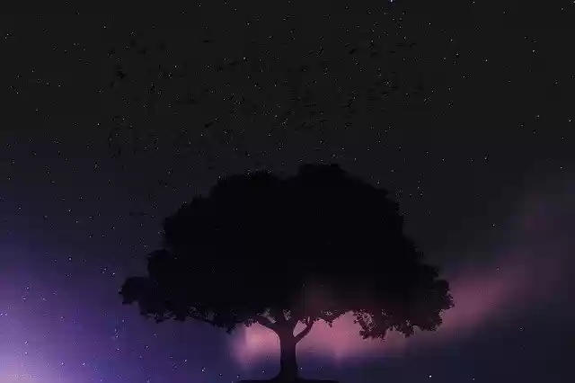 Free download Tree Night Fairy Tale -  free illustration to be edited with GIMP free online image editor