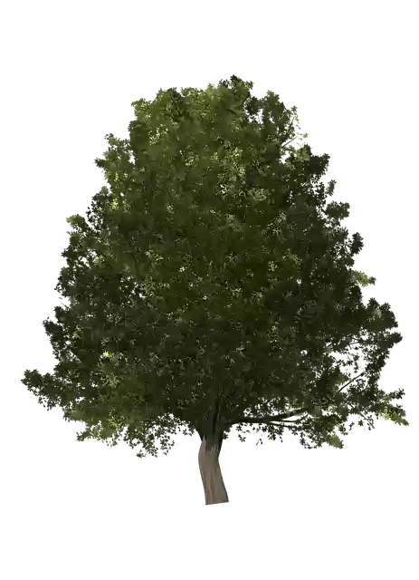 Free download Tree Oak -  free illustration to be edited with GIMP free online image editor