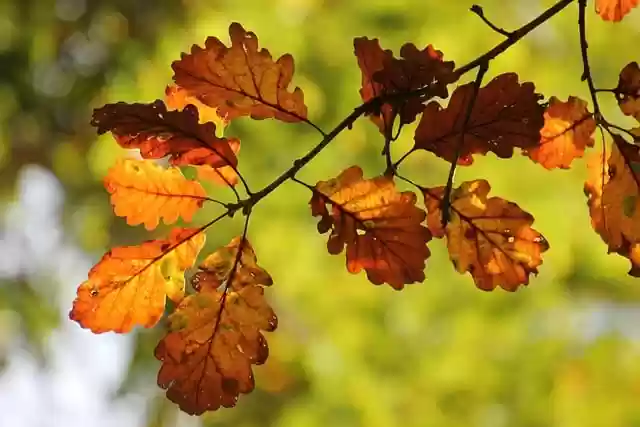 Free download tree oak tree oak leaves foliage free picture to be edited with GIMP free online image editor