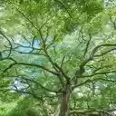 tree of life wallpaper  screen for extension Chrome web store in OffiDocs Chromium
