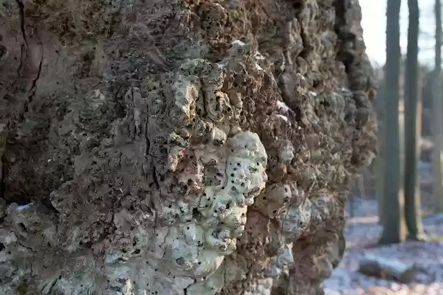 Free download Tree Old Mushroom -  free photo or picture to be edited with GIMP online image editor