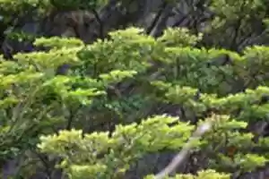 Free download Tree on Isla Navarino off Wulaia Bay free photo or picture to be edited with GIMP online image editor