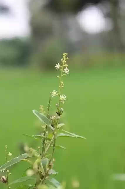 Free download Tree Plant Blossom -  free photo or picture to be edited with GIMP online image editor