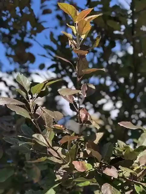 Free download Tree Plant Fall -  free photo or picture to be edited with GIMP online image editor