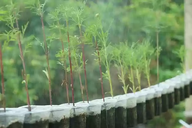 Free download tree rain cosmos garden free picture to be edited with GIMP free online image editor