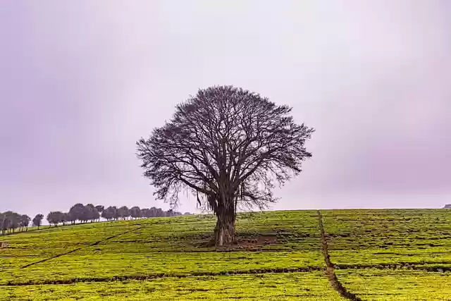Free download tree road wood light fog mist free picture to be edited with GIMP free online image editor