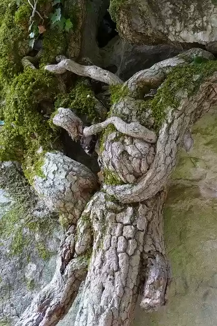 Free download Tree Root Structure -  free free photo or picture to be edited with GIMP online image editor