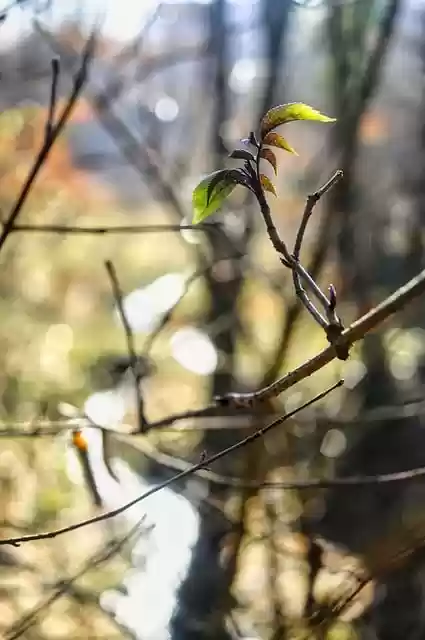 Free download tree rung spring bach forest free picture to be edited with GIMP free online image editor