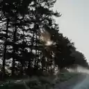 trees and road  screen for extension Chrome web store in OffiDocs Chromium