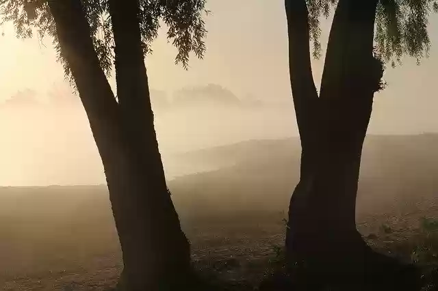 Free download Trees Backlighting Elbe -  free photo or picture to be edited with GIMP online image editor