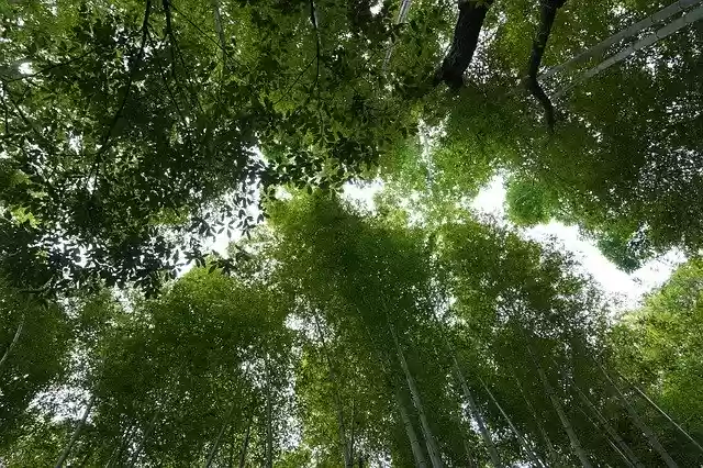 Free download Trees Bamboo -  free photo or picture to be edited with GIMP online image editor