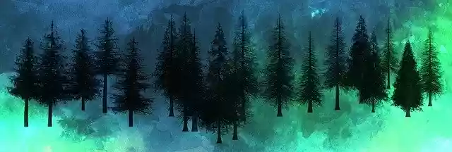 Free download Trees Christmas Pines -  free illustration to be edited with GIMP online image editor