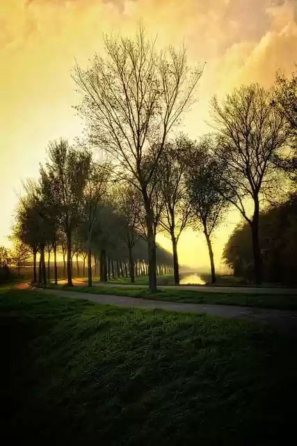 Free download trees evening sun autumn sunlight free picture to be edited with GIMP free online image editor