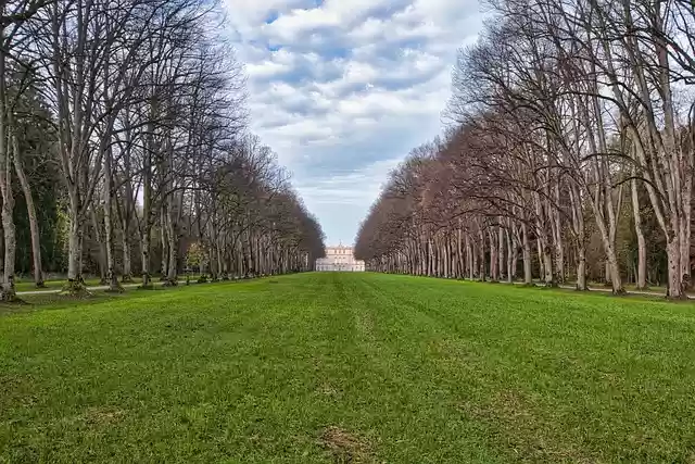 Free download trees fall bald leafless season free picture to be edited with GIMP free online image editor