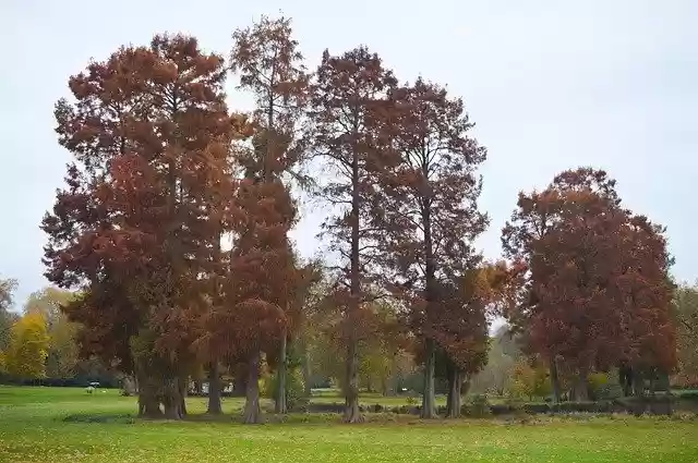 Free download Trees Fall Nature -  free free photo or picture to be edited with GIMP online image editor