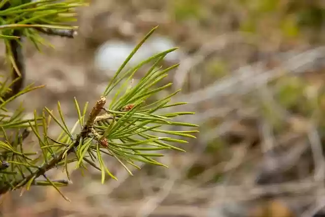 Free download trees firs branches forest nature free picture to be edited with GIMP free online image editor