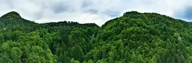 Free download trees forest green nature free picture to be edited with GIMP free online image editor