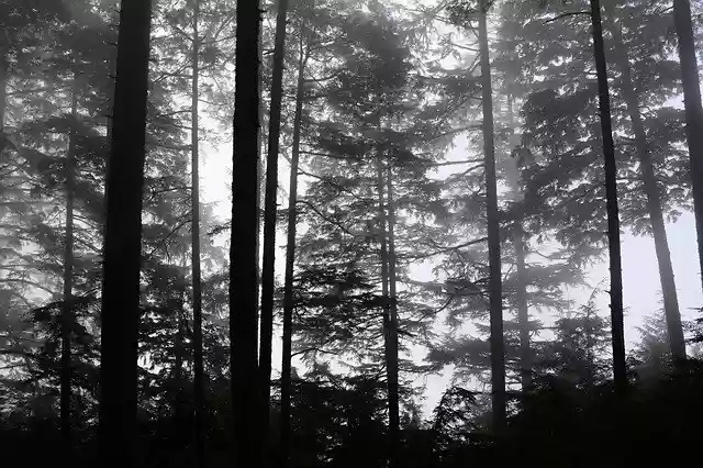 Download gratuito Modello di foto gratuito Trees Forest Nature da modificare con l'editor di immagini online di GIMP