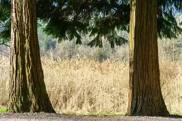 Free download trees forest reed path spring free picture to be edited with GIMP free online image editor