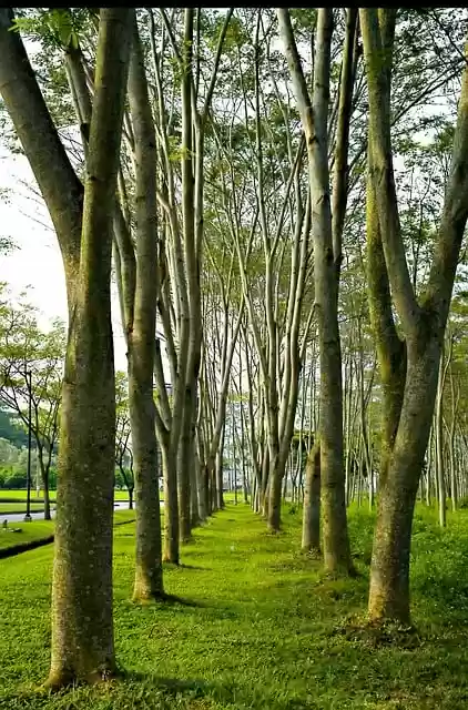 Free download trees forest stagger growth park free picture to be edited with GIMP free online image editor