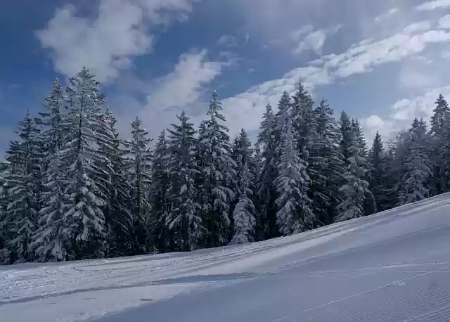 Free download trees forest winter slope snow free picture to be edited with GIMP free online image editor