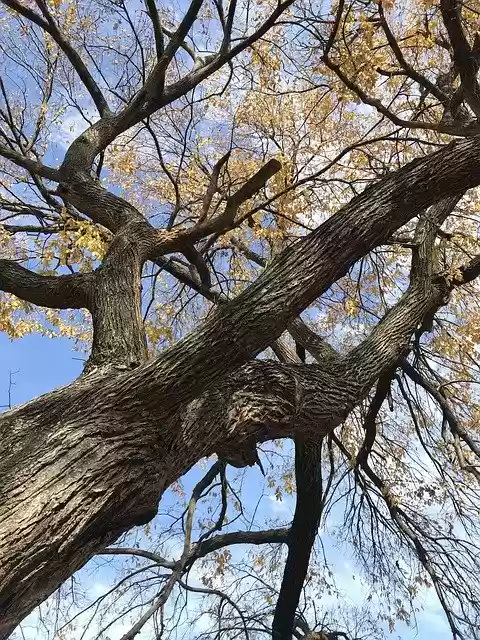 Free download Trees Forest Woods -  free free photo or picture to be edited with GIMP online image editor