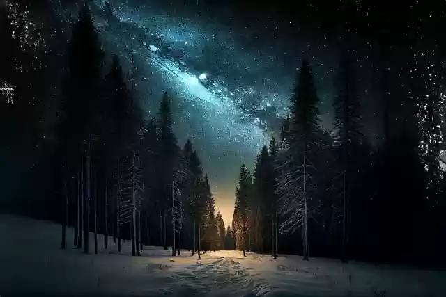 Free download trees forest woods snow night free picture to be edited with GIMP free online image editor