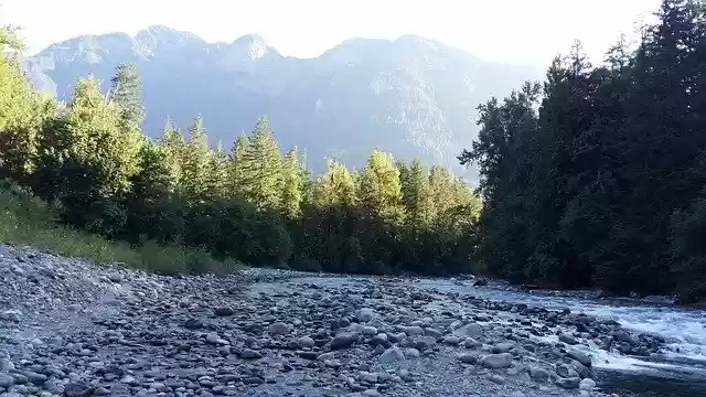 Free download Trees Green Nature -  free photo or picture to be edited with GIMP online image editor