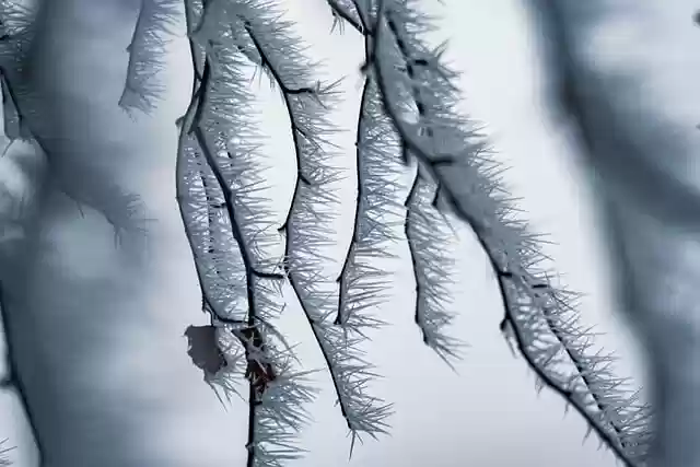 Free download trees hoarfrost branch frost free picture to be edited with GIMP free online image editor