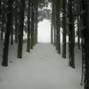 Trees in front of winter  screen for extension Chrome web store in OffiDocs Chromium