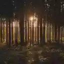 Trees in the forest  screen for extension Chrome web store in OffiDocs Chromium