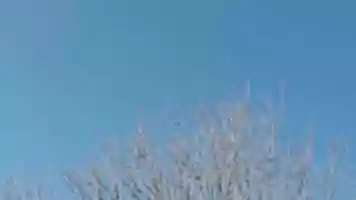 Free download Tree Sky Rtrtrtrtrt 60 3 OK free photo or picture to be edited with GIMP online image editor