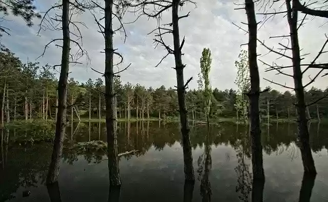 Free download Trees Lake Forest -  free photo or picture to be edited with GIMP online image editor